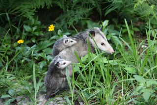Illustration for article titled An Opossum May One Day Save You From a Deadly Snakebite